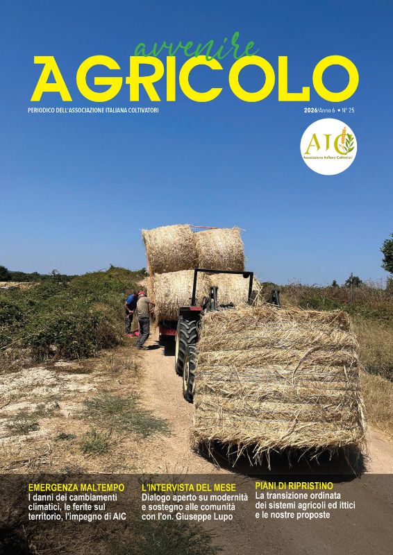 campo grano tramonto crisi internazionale agricoltura